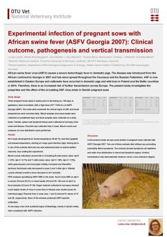 African Swine Fever 4.jpg